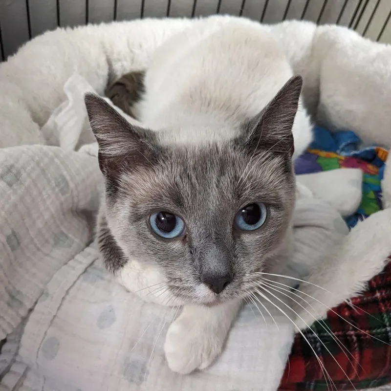 An adult medium-sized female Cream / Ivory Domestic Short Hair cat named Stormy Lr for adoption in Union, MO