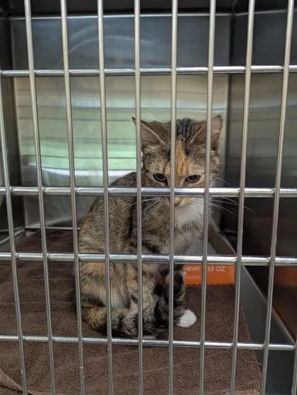 An adult small-sized female Domestic Short Hair cat named Rarity for adoption in Independence, MO