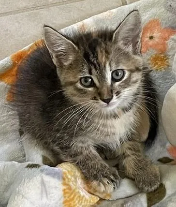 A baby medium-sized female Domestic Short Hair cat named Chollie for adoption in Camarillo, CA