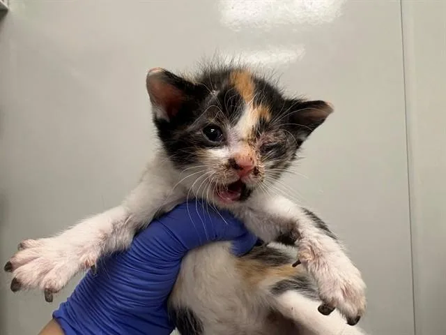 A baby small-sized female Domestic Short Hair cat named Leelo for adoption in Ontario, CA