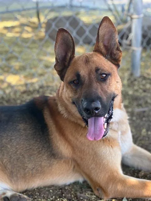 An adult large-sized male German Shepherd Dog dog named Pierre for adoption in Visalia, CA