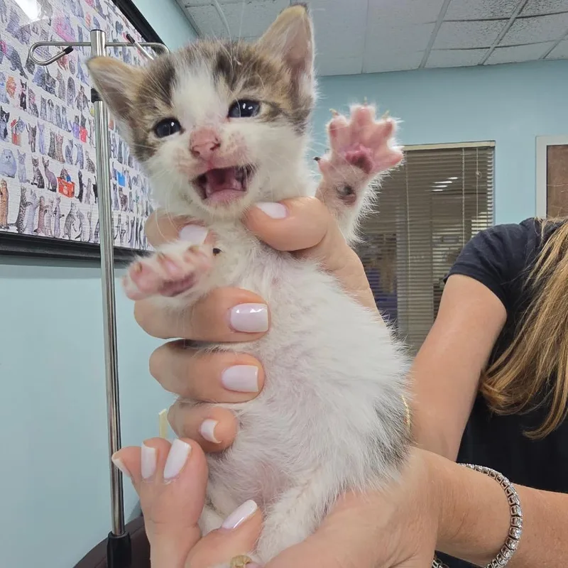 A baby small-sized male Brown / Chocolate Domestic Short Hair cat named Tequila for adoption in Hamburg, NY