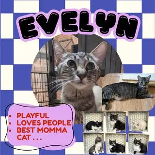 A young medium-sized female Brown / Chocolate Domestic Short Hair cat named Evelyn for adoption in Houston, TX