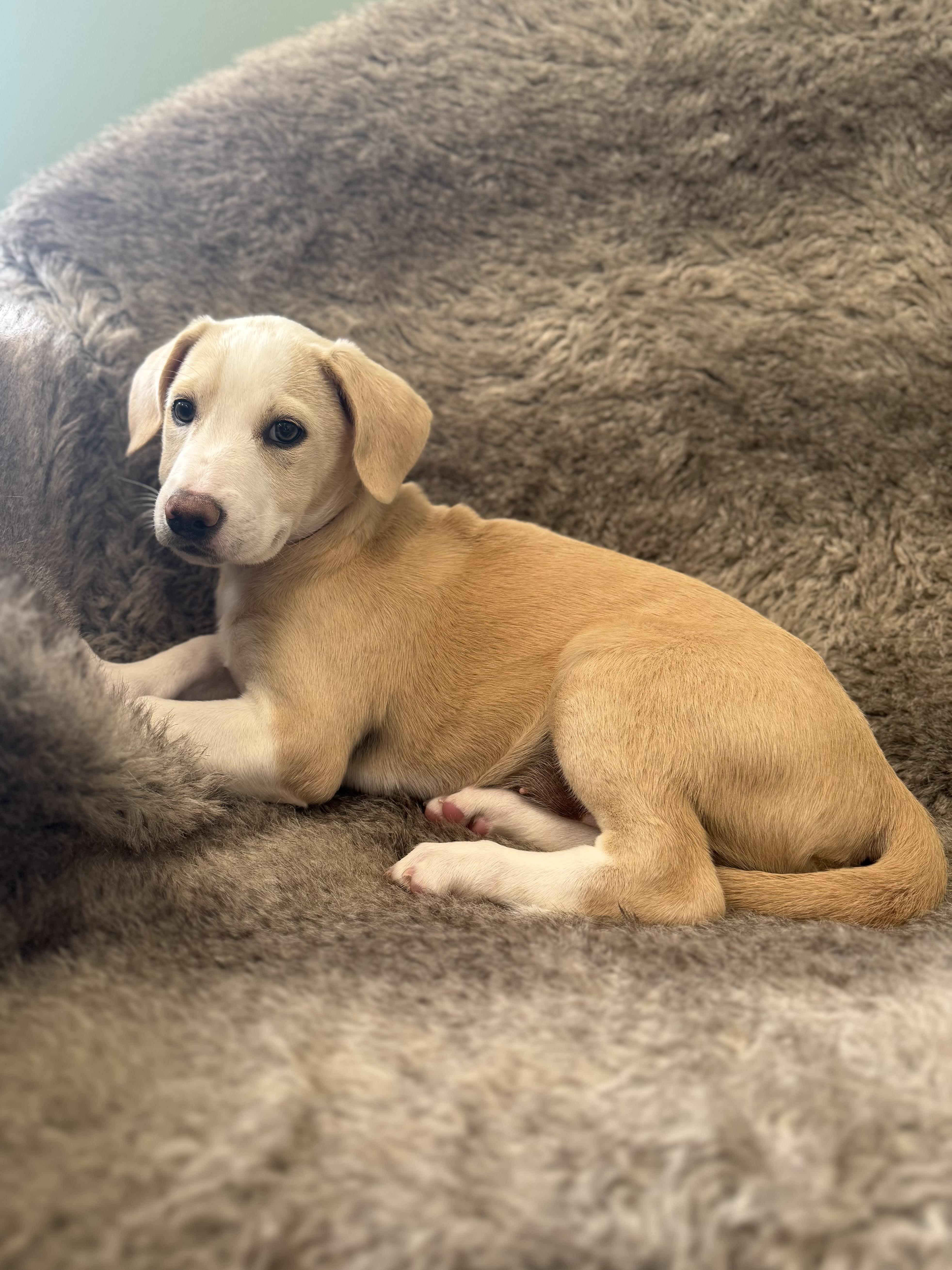 A baby medium-sized female White / Cream Mixed Breed dog named Liv for adoption in Eagle, CO