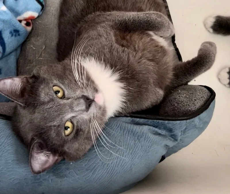 Piyelle Clovermeadow