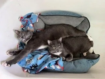 Piyelle Clovermeadow thumbnail 2