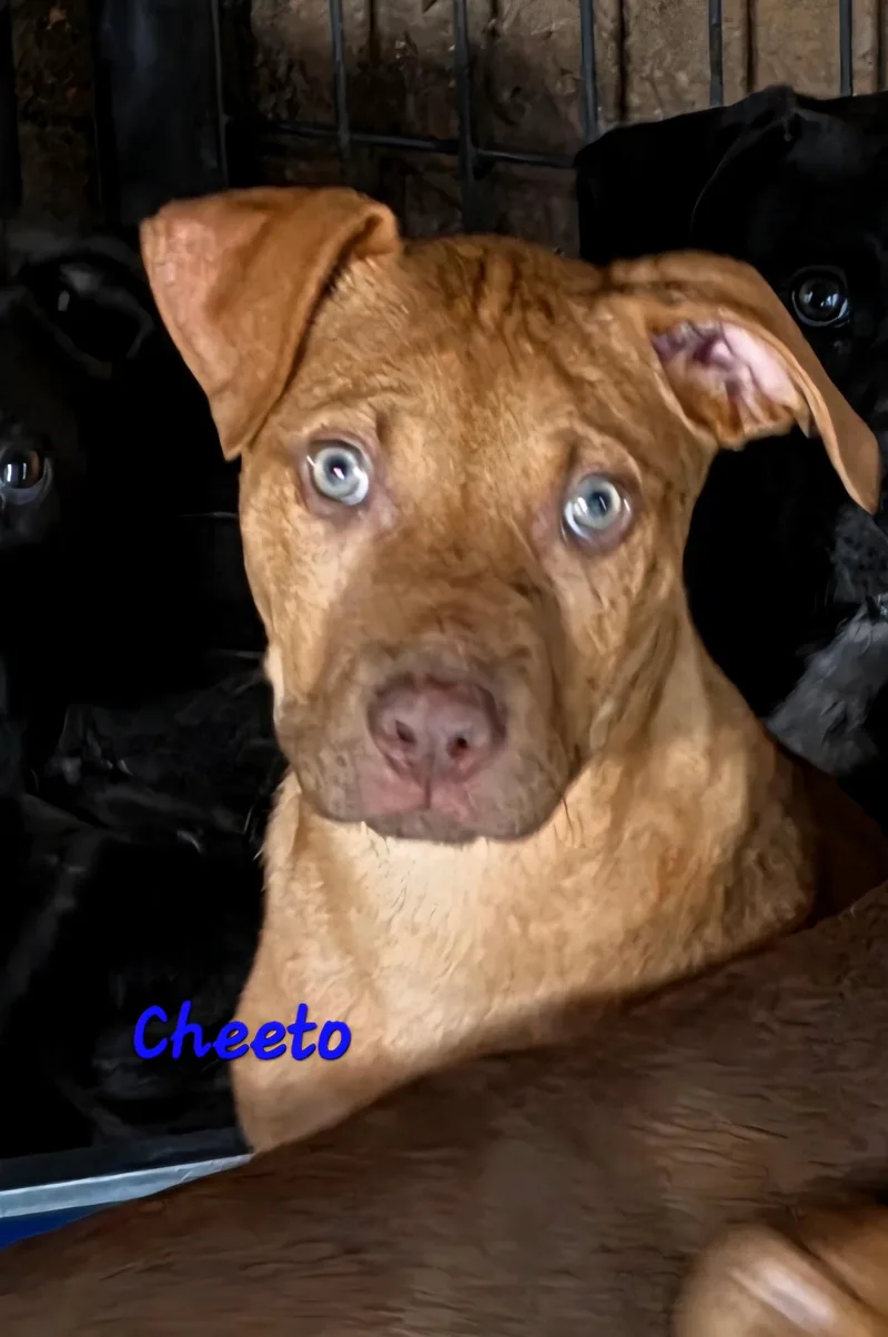 A baby medium-sized male Yellow / Tan / Blond / Fawn Labrador Retriever dog named Cheeto for adoption in Watertown, CT