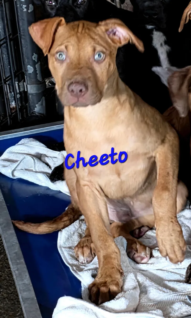 Cheeto thumbnail 3