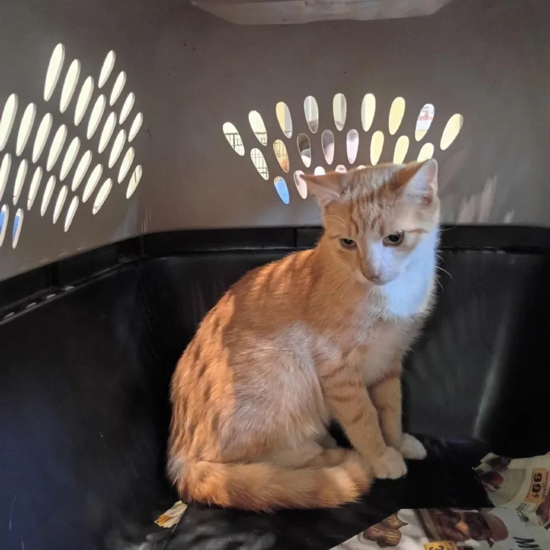 A young small-sized male Orange / Red Domestic Short Hair cat named Bristol for adoption in Lynchburg, VA