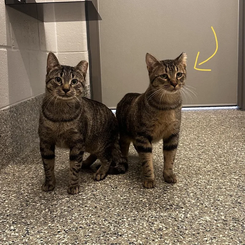 An adult large-sized male Brown / Chocolate Domestic Short Hair cat named Velociraptor for adoption in Dearborn, MI