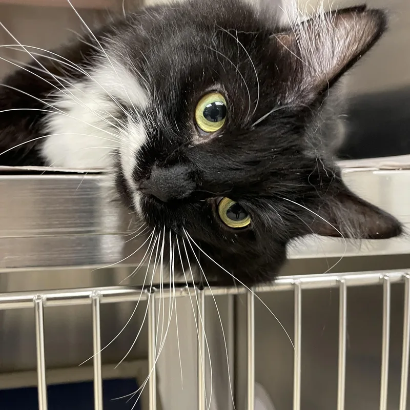 An adult large-sized male Black & White / Tuxedo Tuxedo cat named Mason for adoption in North Kingstown, RI