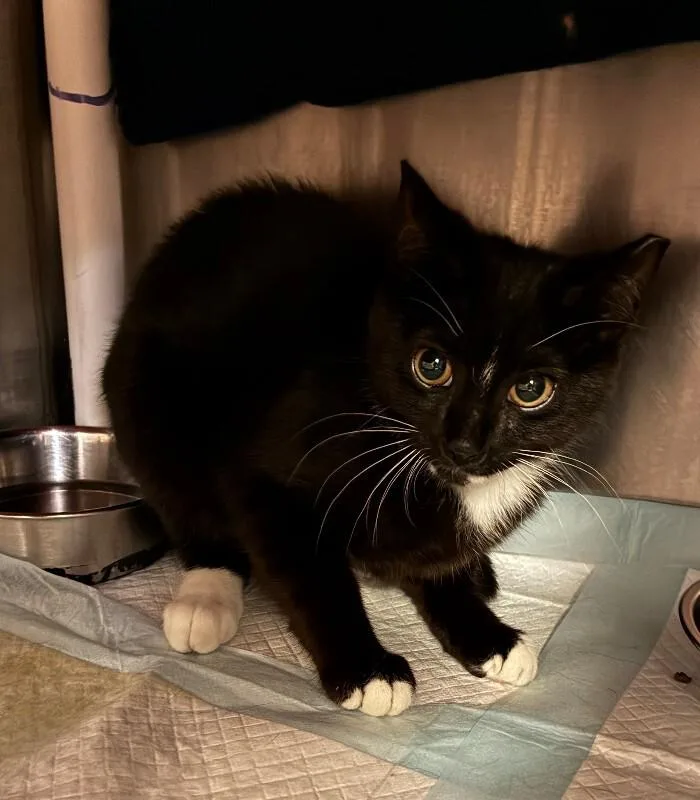 A young small-sized female Black Domestic Short Hair cat named Shobo for adoption in Cincinnati, OH