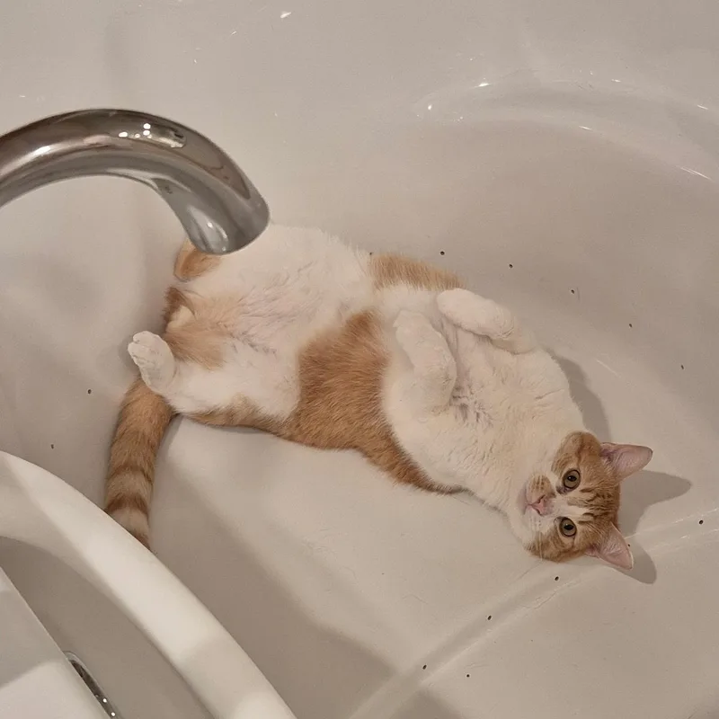 A young medium-sized male Orange & White Domestic Short Hair cat named Etro for adoption in Springfield, OR