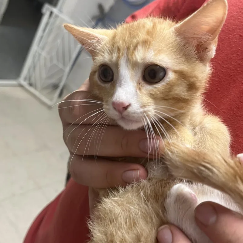 A baby small-sized male Orange / Red Domestic Short Hair cat named Nanorooney for adoption in Birmingham, AL