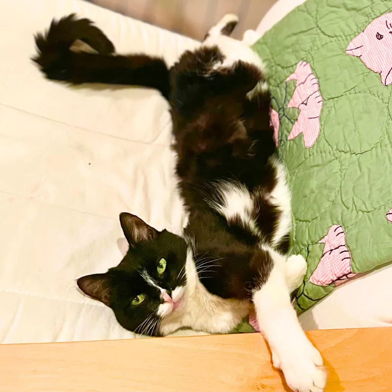 A senior medium-sized female Black & White / Tuxedo Domestic Short Hair cat named Chartreuse for adoption in New York, NY