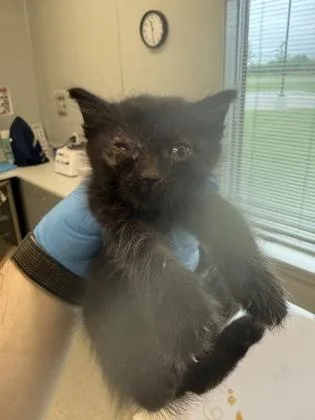 A baby small-sized female Domestic Short Hair cat named Iris for adoption in Lafayette, IN