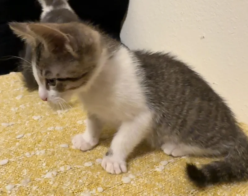 A baby small-sized male Domestic Short Hair cat named Skittles for adoption in South Pasadena, CA
