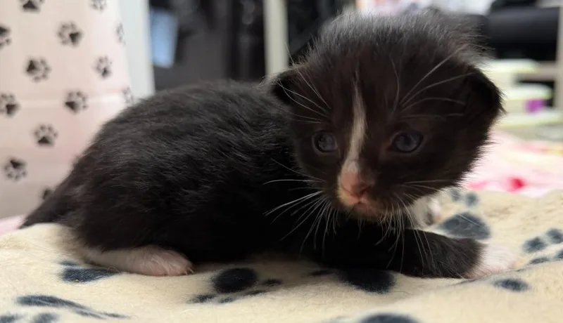 A baby medium-sized male Tuxedo cat named Bryar for adoption in Windsor, CT