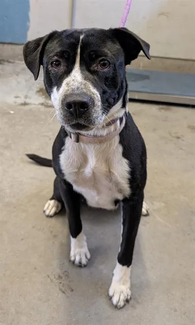 A young medium-sized female Pit Bull Terrier dog named Daisy for adoption in Camarillo, CA