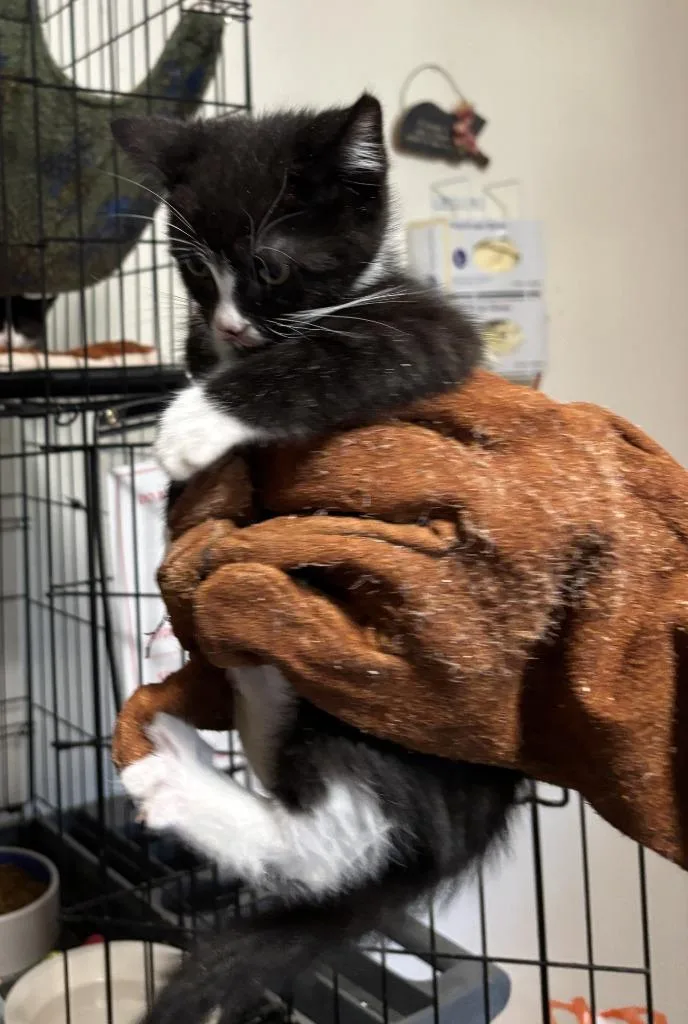 A baby medium-sized female Domestic Short Hair cat named Posie for adoption in Thompson Falls, MT