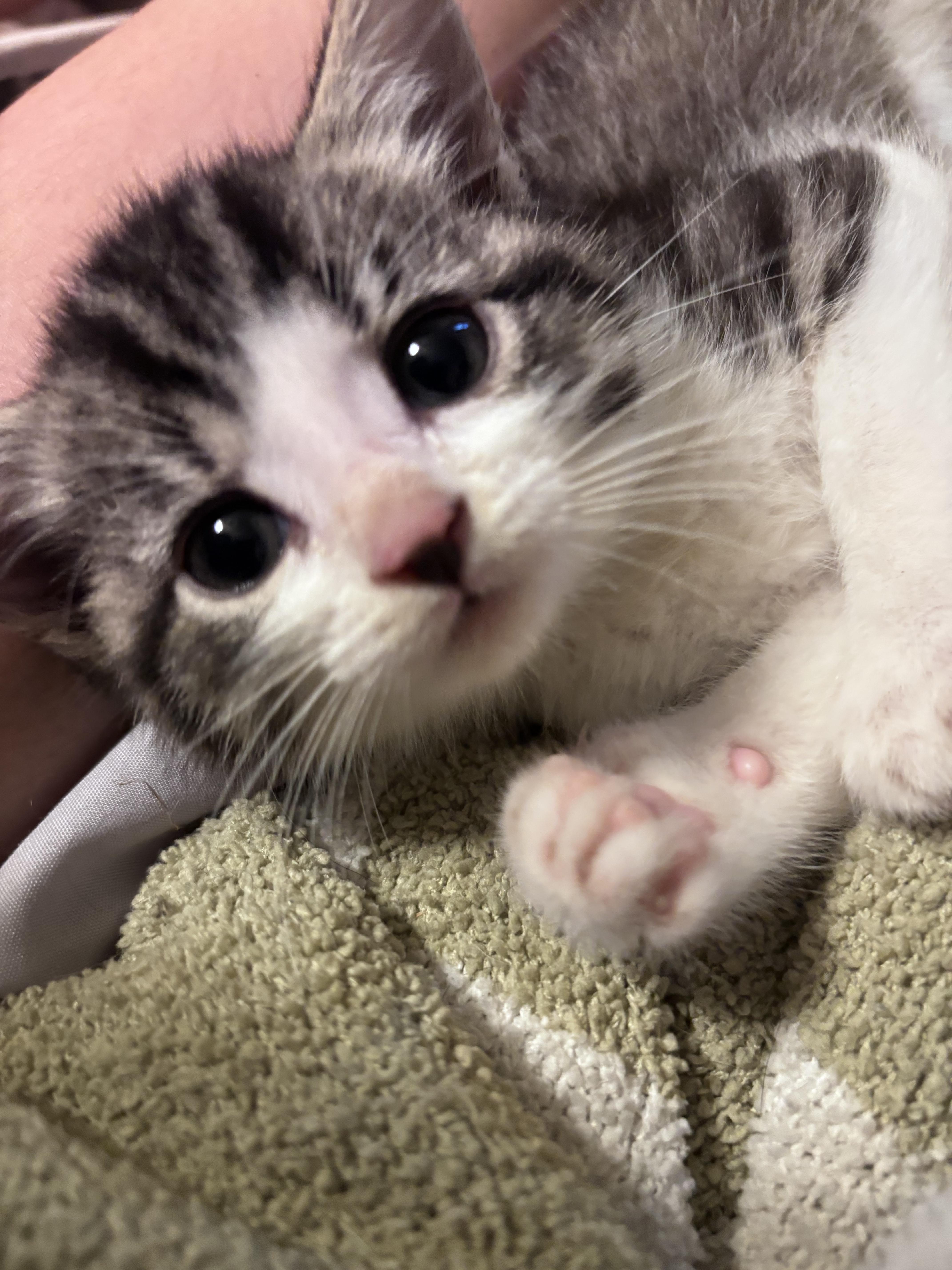 A baby medium-sized male Tabby (Gray / Blue / Silver) Domestic Short Hair cat named Smidge for adoption in Washington, MI
