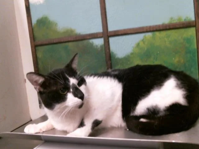 An adult large-sized male Domestic Short Hair cat named Spot for adoption in Houston, TX