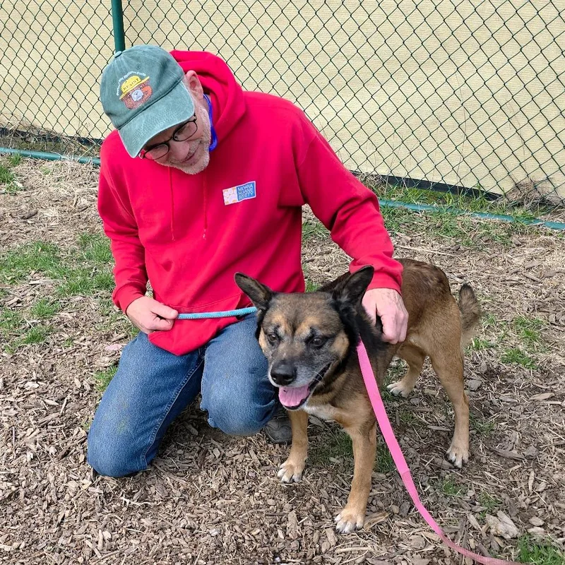 A senior medium-sized male Black German Shepherd Dog dog named Max for adoption in Michigan City, IN