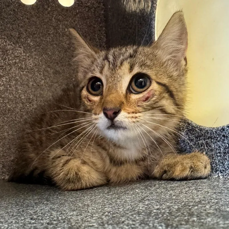 A baby small-sized male Brown / Chocolate Domestic Short Hair cat named Oakman for adoption in Birmingham, AL
