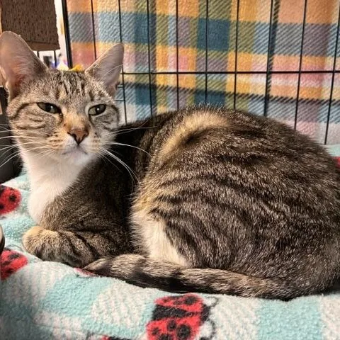 A young medium-sized female Tabby (Brown / Chocolate) Domestic Short Hair cat named Olivia for adoption in Stanhope, NJ