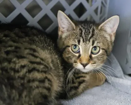 A baby small-sized female Domestic Short Hair cat named Panda Paws for adoption in West Seneca, NY
