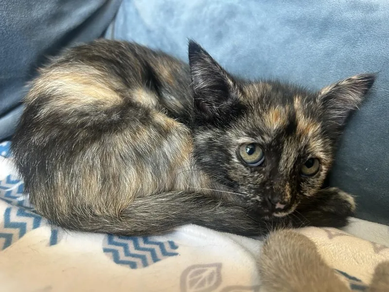 A baby small-sized female Domestic Short Hair cat named Quail for adoption in Austin, TX