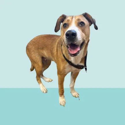 An adult medium-sized female Labrador Retriever dog named Daisy for adoption in Tuscaloosa, AL