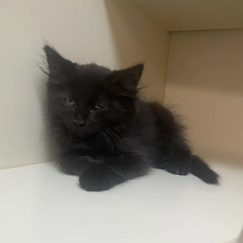 A baby small-sized male Black Domestic Short Hair cat named Antares for adoption in Elyria, OH