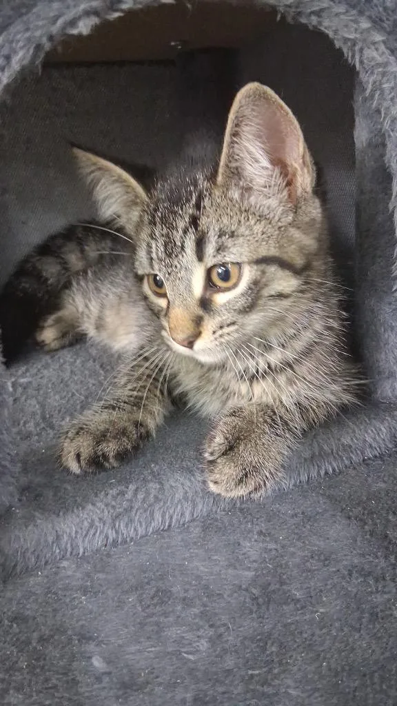 A baby small-sized male Domestic Short Hair cat named Fozzie Bear for adoption in Waverly, NY
