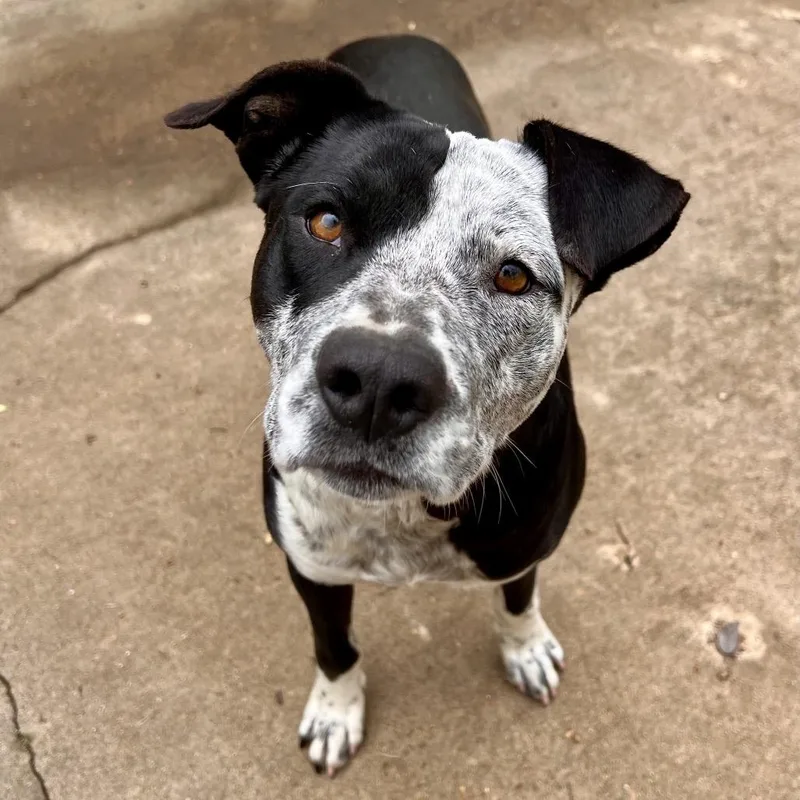 An adult medium-sized male Black Mixed Breed dog named Max for adoption in Oxford, MS