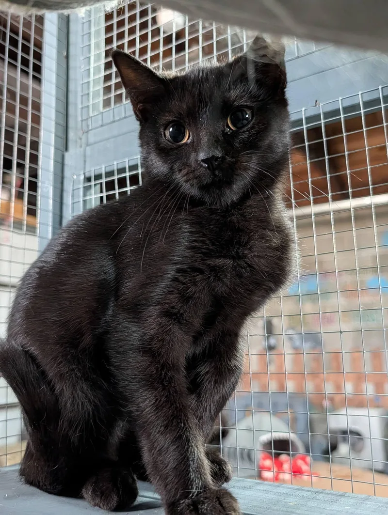 A baby small-sized female Black Domestic Short Hair cat named Allison for adoption in Claridge, PA