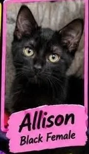 Allison thumbnail 4