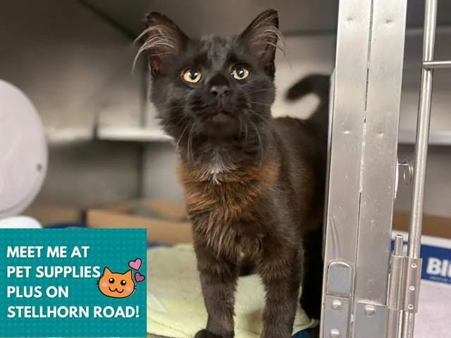 A baby small-sized male Domestic Medium Hair cat named Einstein for adoption in Fort Wayne, IN
