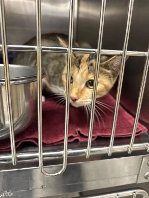 A young large-sized female Domestic Short Hair cat named Primrose for adoption in Huntsville, AL