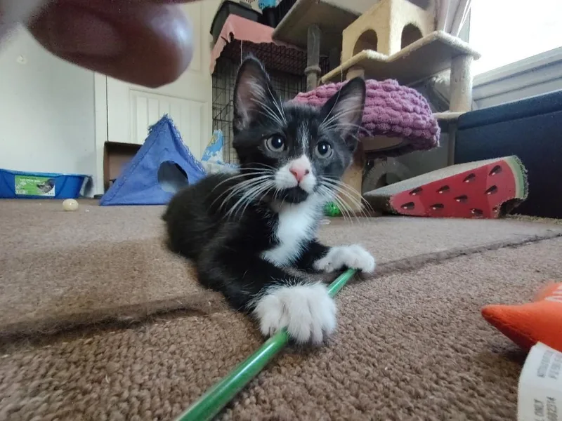 A baby medium-sized male Black & White / Tuxedo Domestic Short Hair cat named Bing Crosby for adoption in Pasco, WA