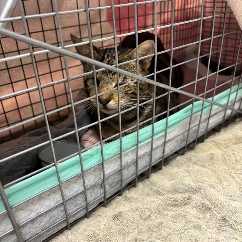 An adult medium-sized female Domestic Short Hair cat named LVHStray for adoption in Allentown, PA