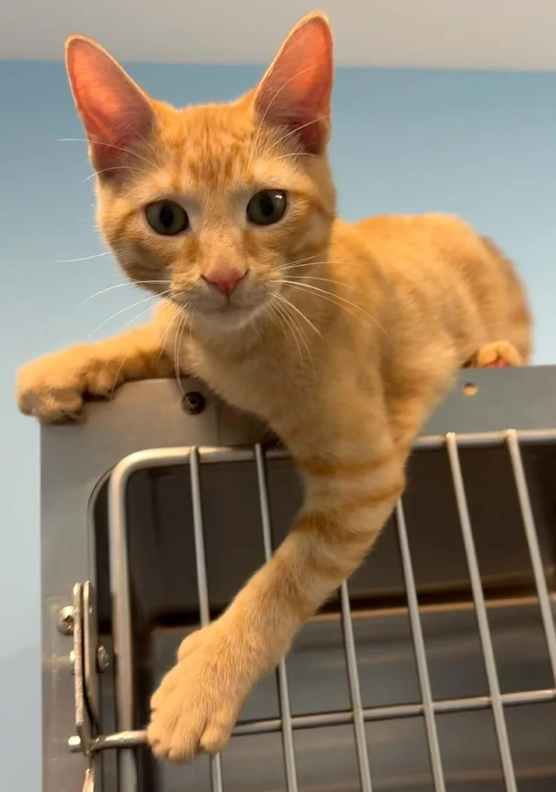 A young medium-sized male Tabby (Orange / Red) Domestic Short Hair cat named Scary for adoption in Lincoln, MI