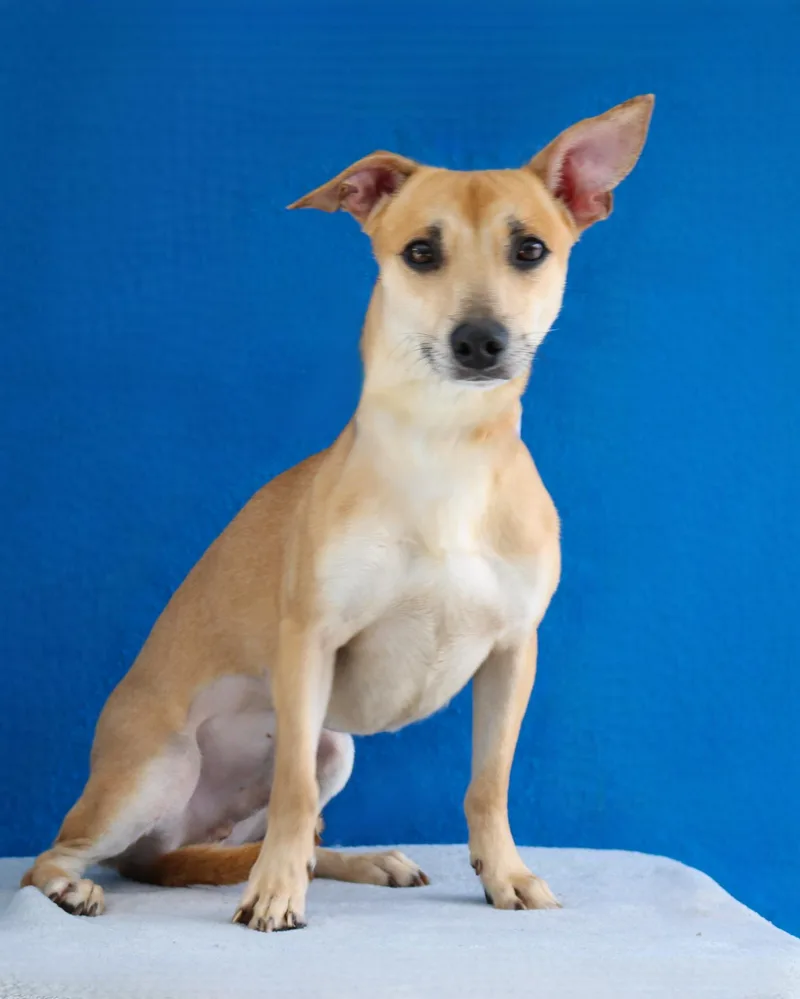 A young small-sized male Terrier dog named Homali for adoption in Pasadena, CA