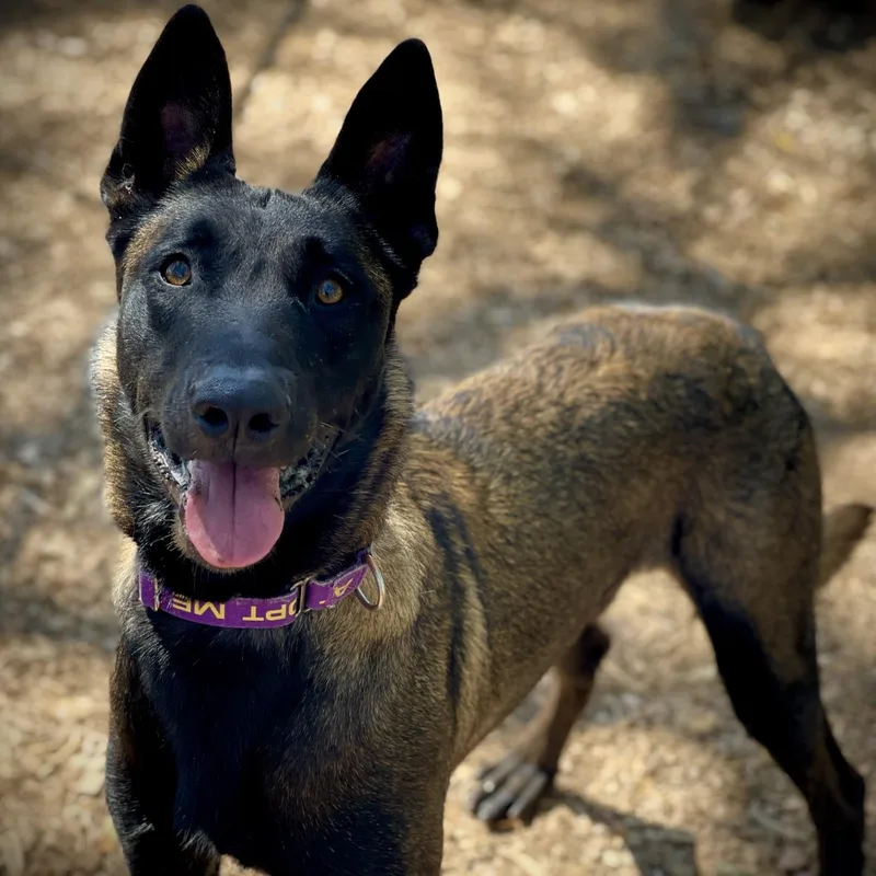 An adult large-sized male Belgian Shepherd / Malinois dog named Corporal for adoption in San Andreas, CA