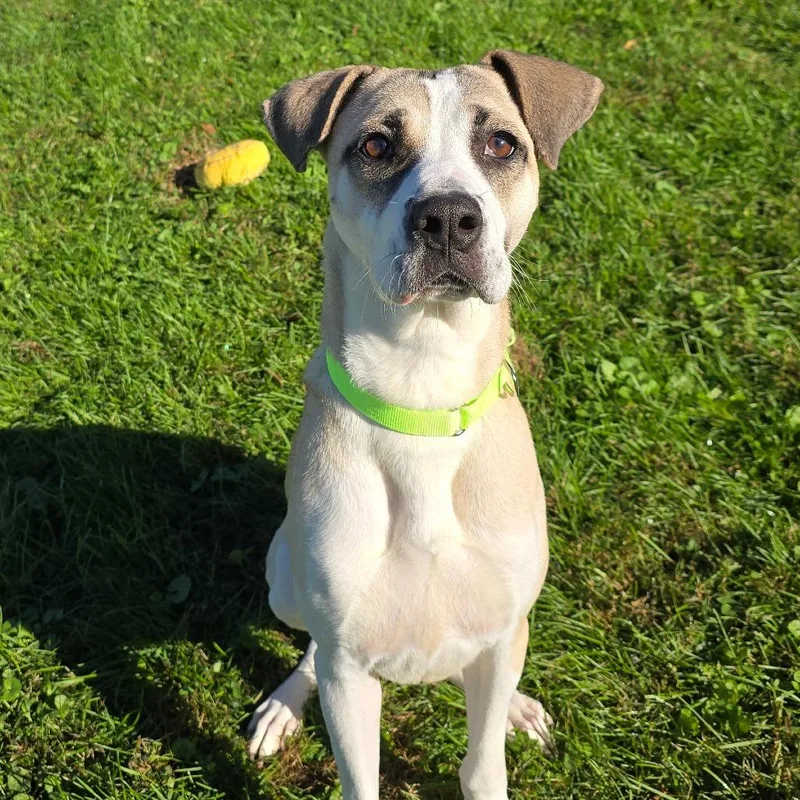An adult medium-sized female Anatolian Shepherd dog named Gwen for adoption in Milan, IL