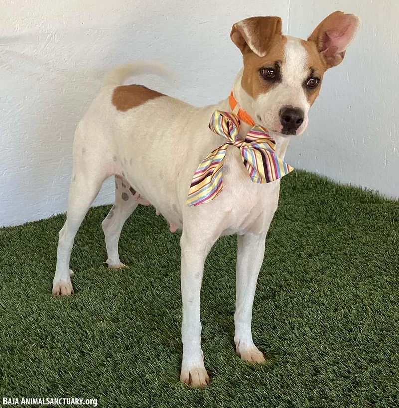 A young medium-sized female Jack Russell Terrier dog named Leanne for adoption in San Diego, CA