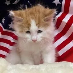 Hamilton