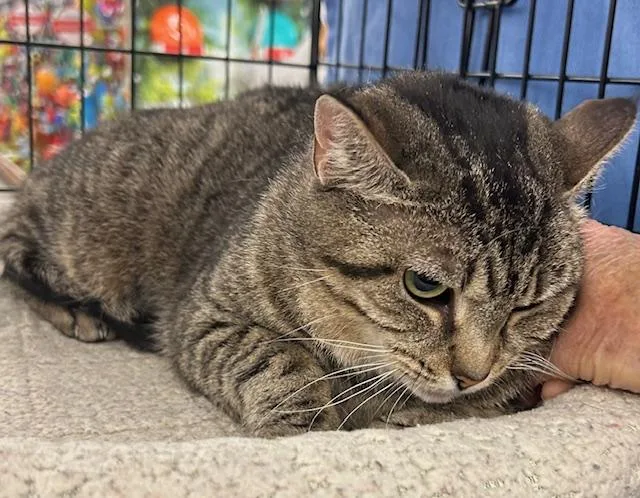 An adult medium-sized female Tabby (Brown / Chocolate) Domestic Short Hair cat named Betty for adoption in Cincinnati, OH