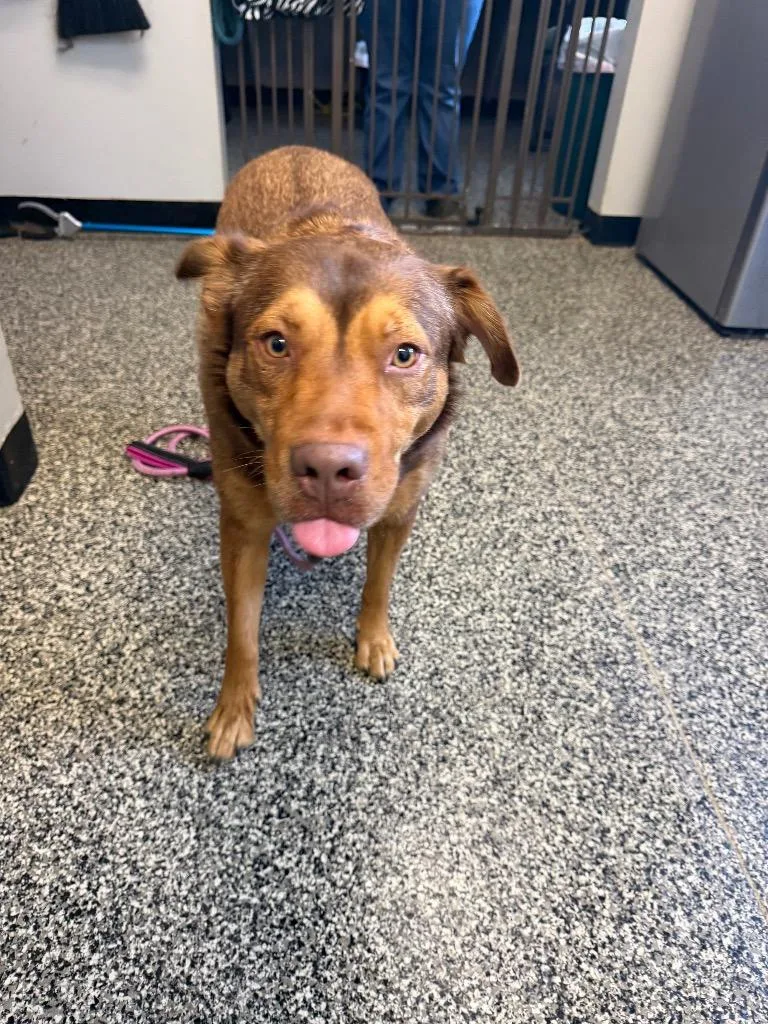A young large-sized female Mixed Breed dog named Kira for adoption in Columbia, TN