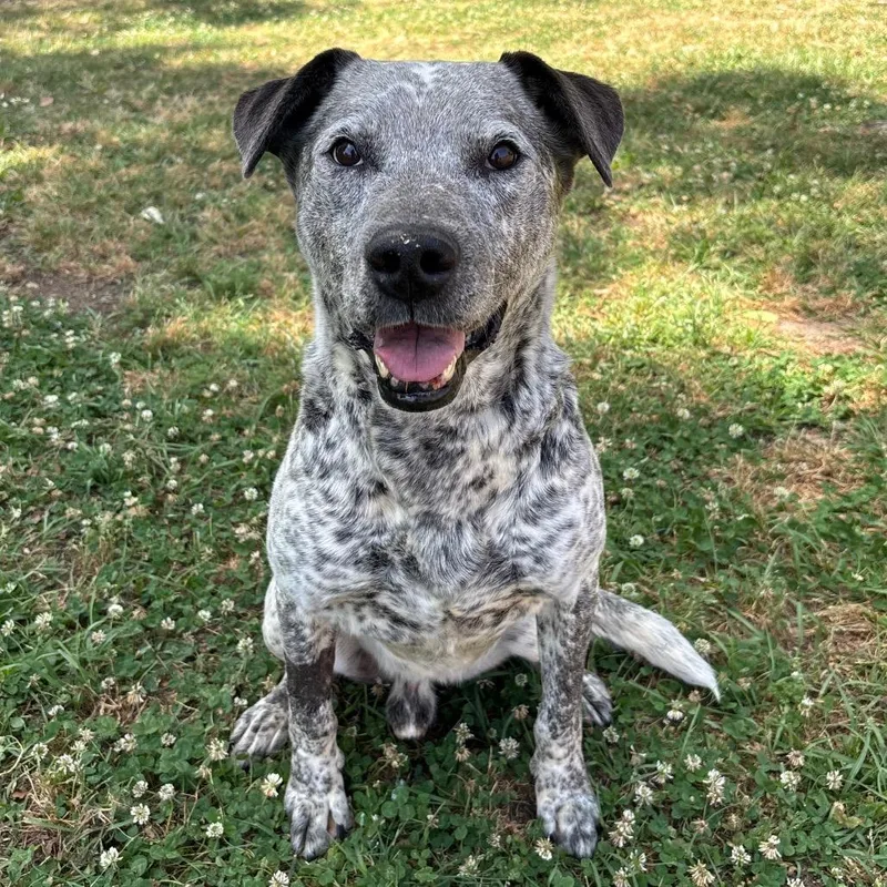 A senior large-sized male White / Cream Mixed Breed dog named Blue for adoption in Naples, FL